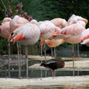 ddos攻击防御手段